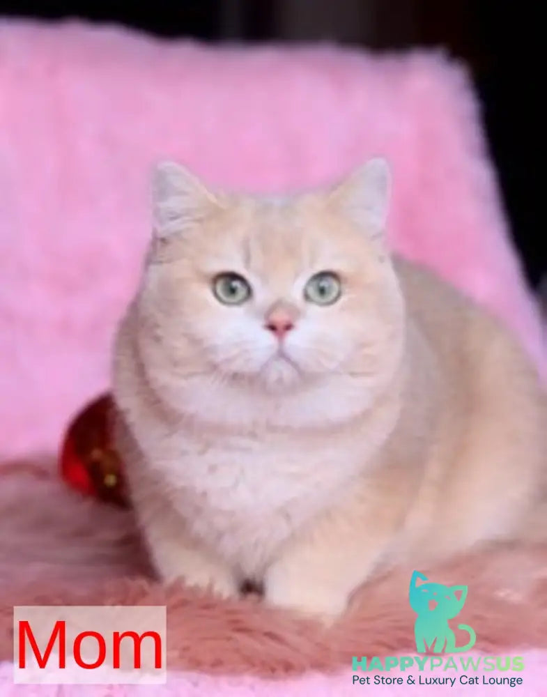Venus British Shorthair male blue golden chinchilla - live animals