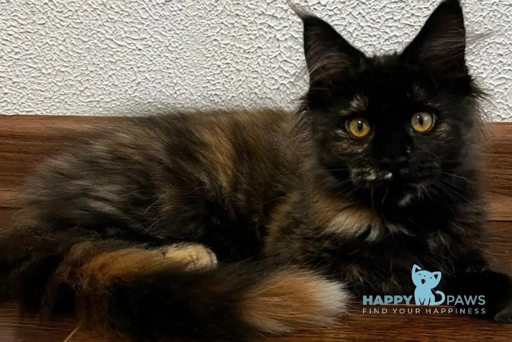 Venus Maine Coon female black tortie live animals