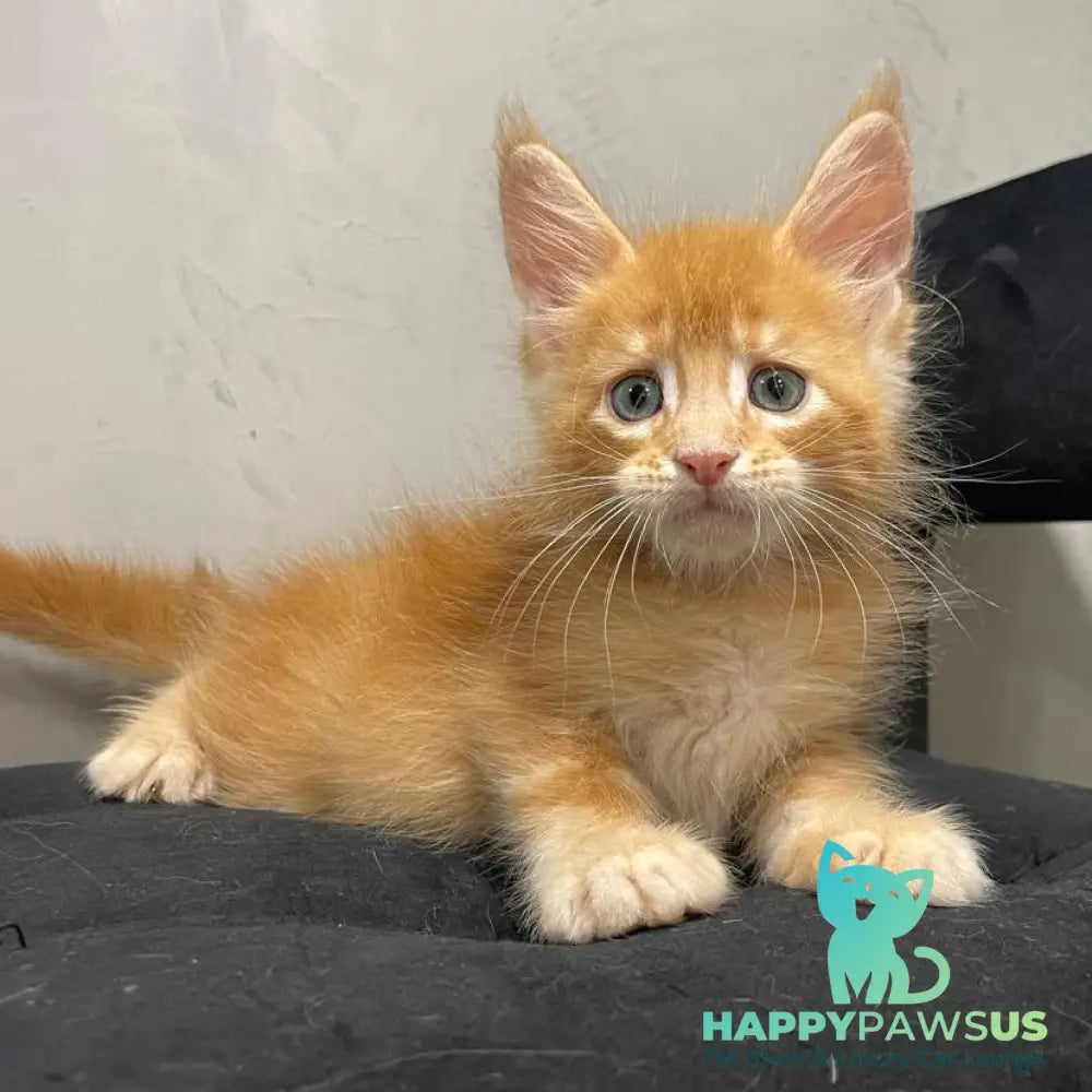 Venya Maine Coon male red - live animals