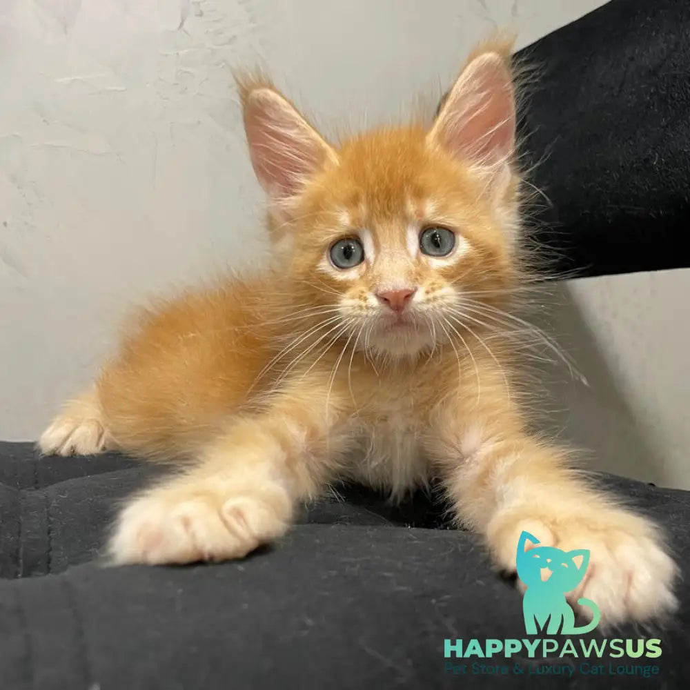 Venya Maine Coon male red - live animals