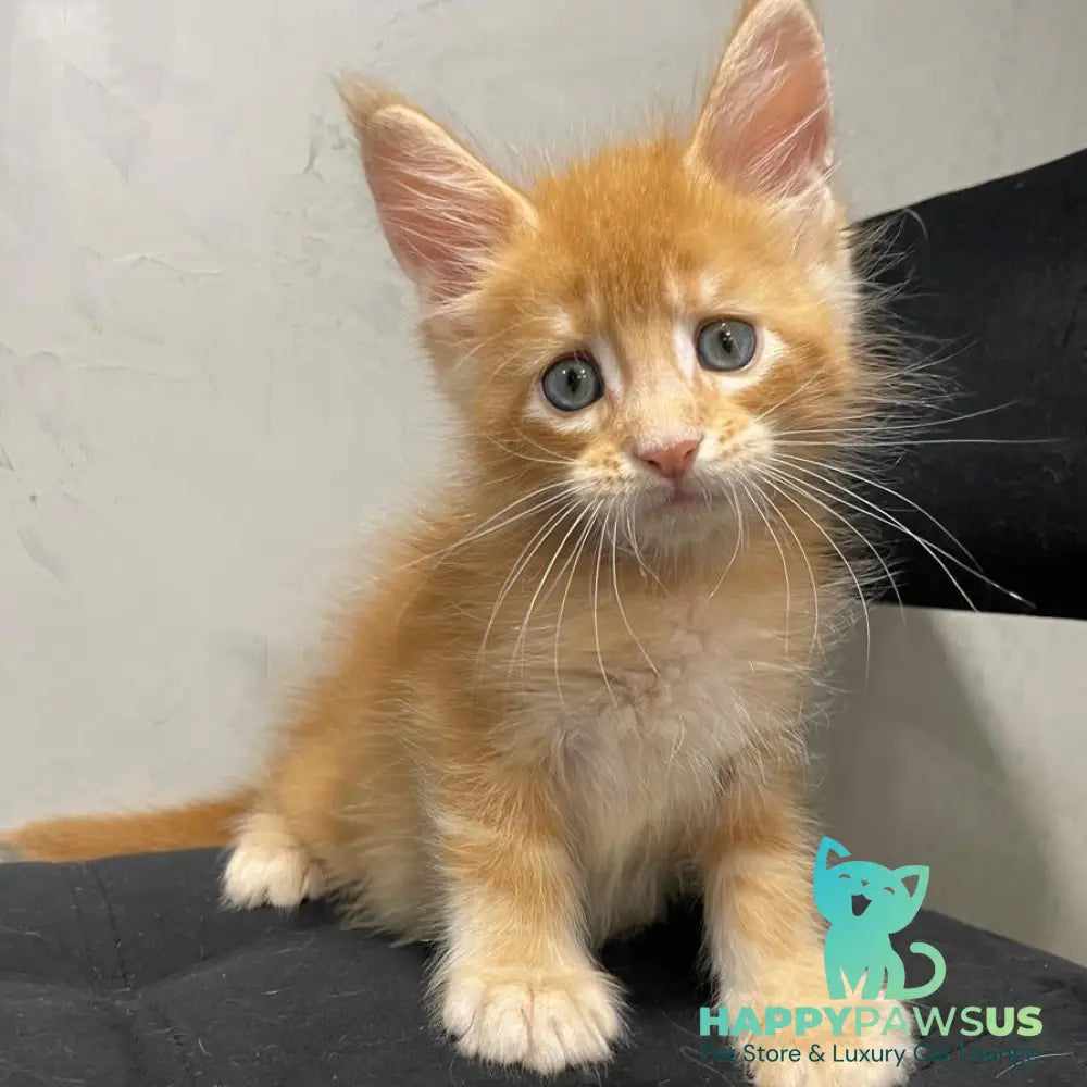 Venya Maine Coon male red - live animals