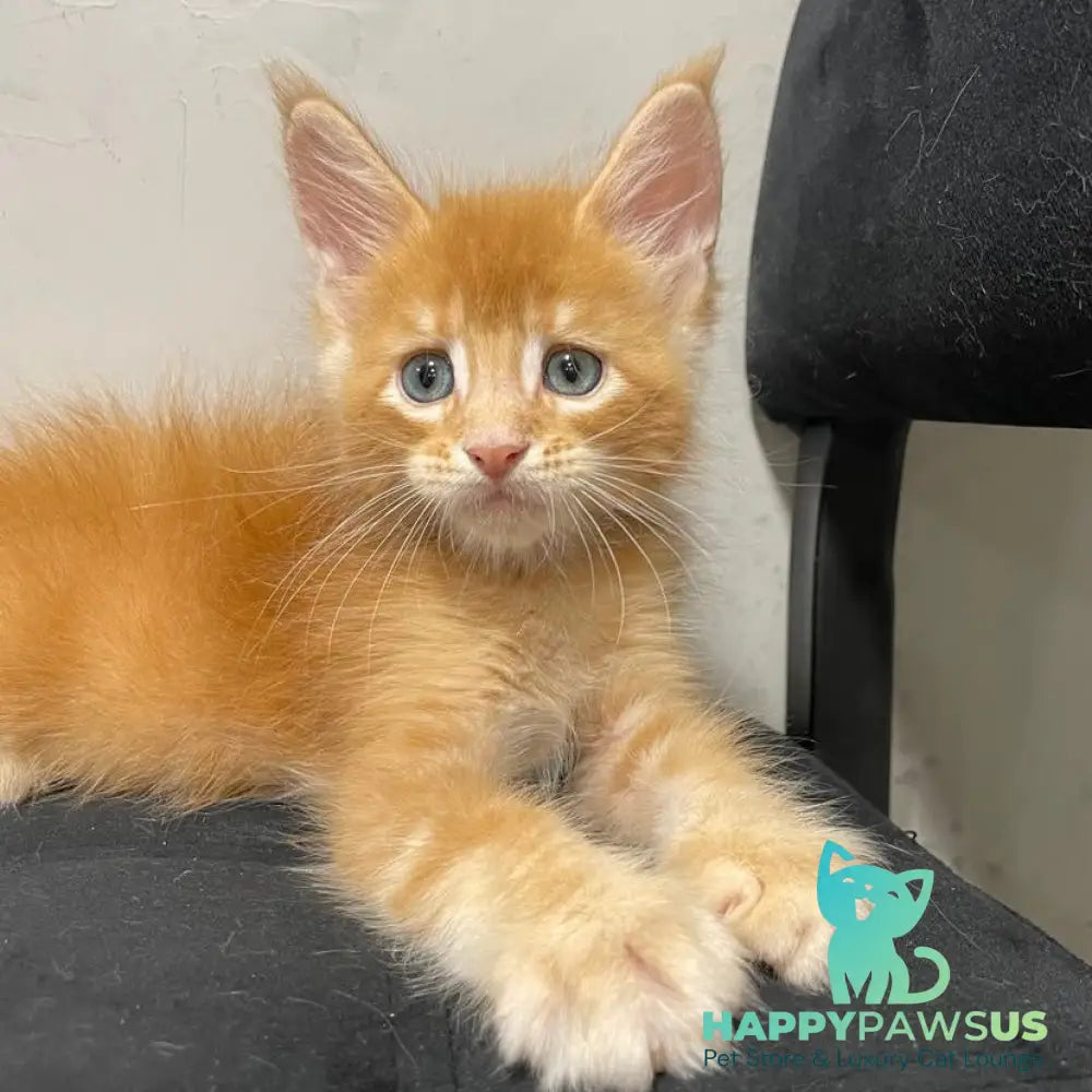 Venya Maine Coon male red - live animals