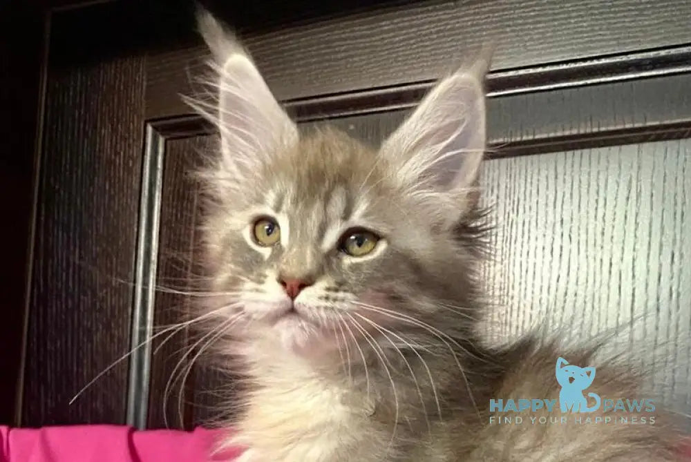 Vera Verona Maine Coon female black silver tabby live animals
