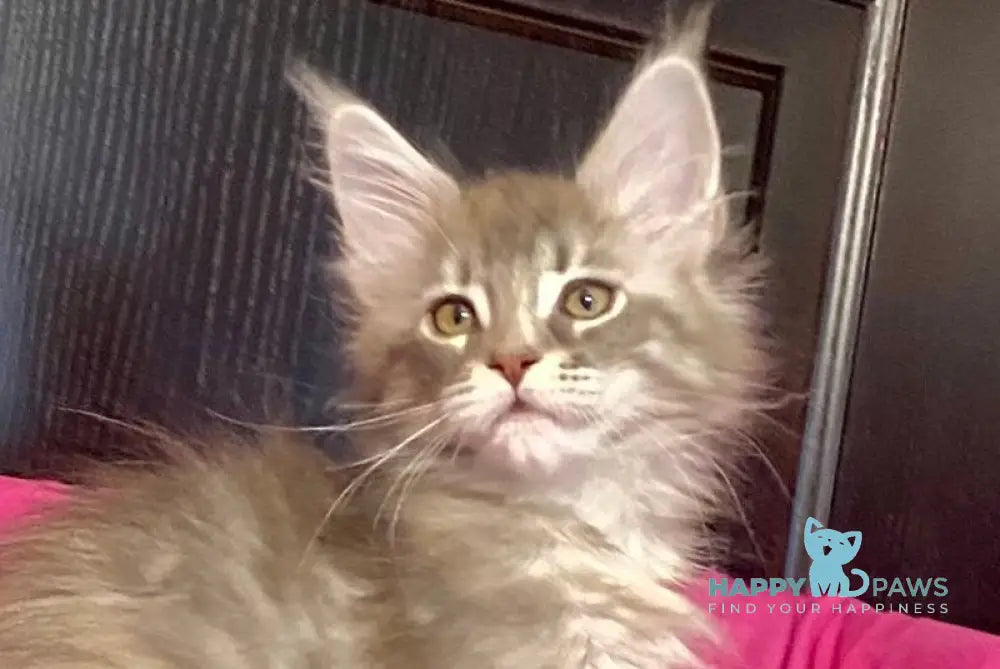 Vera Verona Maine Coon female black silver tabby live animals