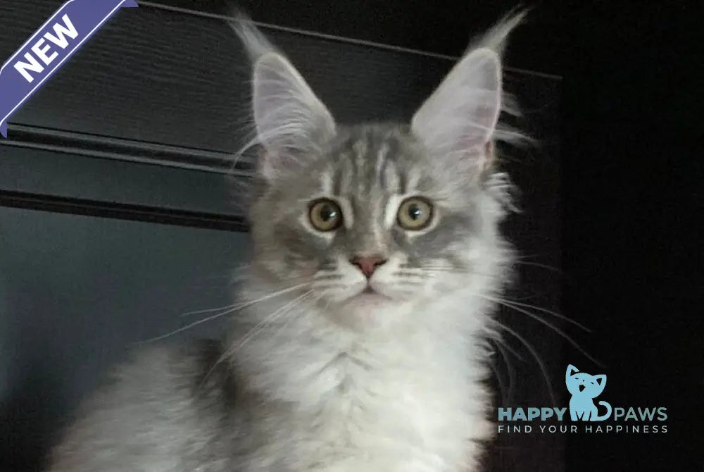 Vera Verona Maine Coon female black silver tabby live animals