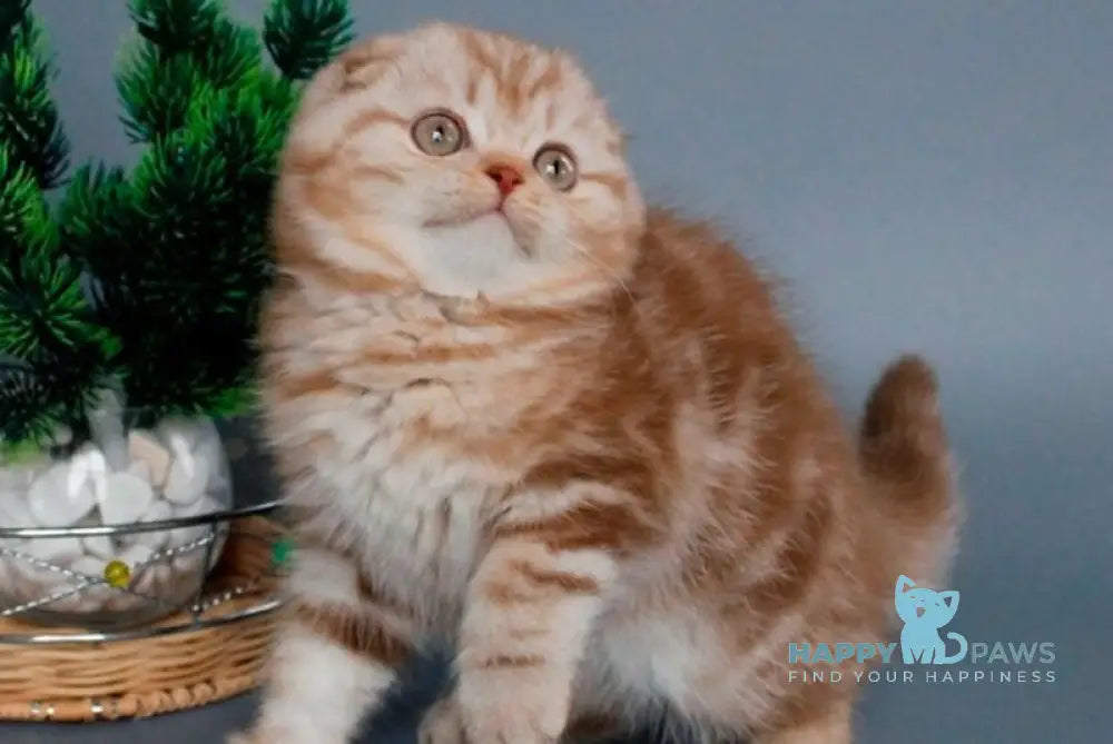 Veres Scottish Fold male cinnamon silver tabby live animals
