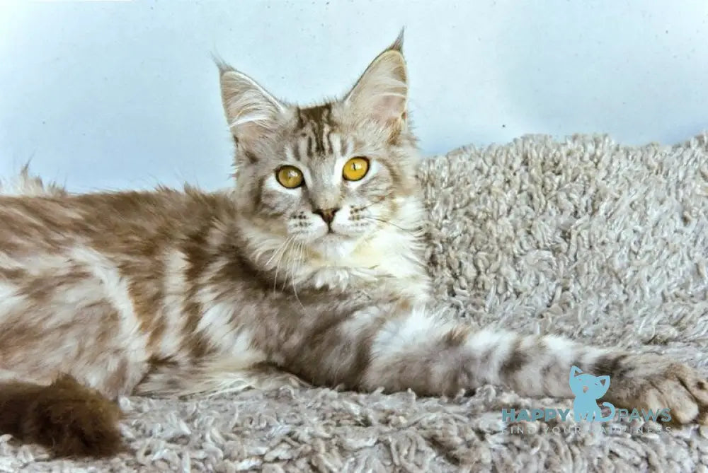 Verona Maine Coon female black silver tabby live animals