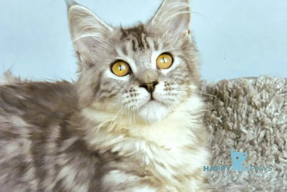 Verona Maine Coon female black silver tabby live animals