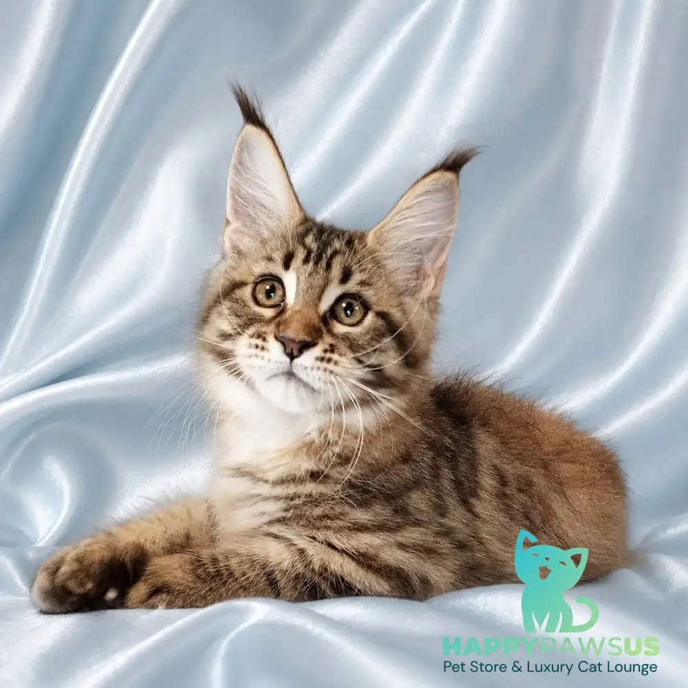 Verona Maine Coon female black tortie tabby - live animals