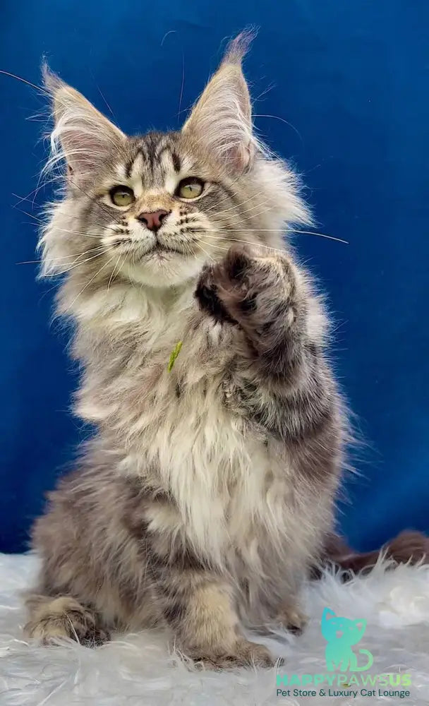 Verona Maine Coon polydactyl female black tabby - live animals