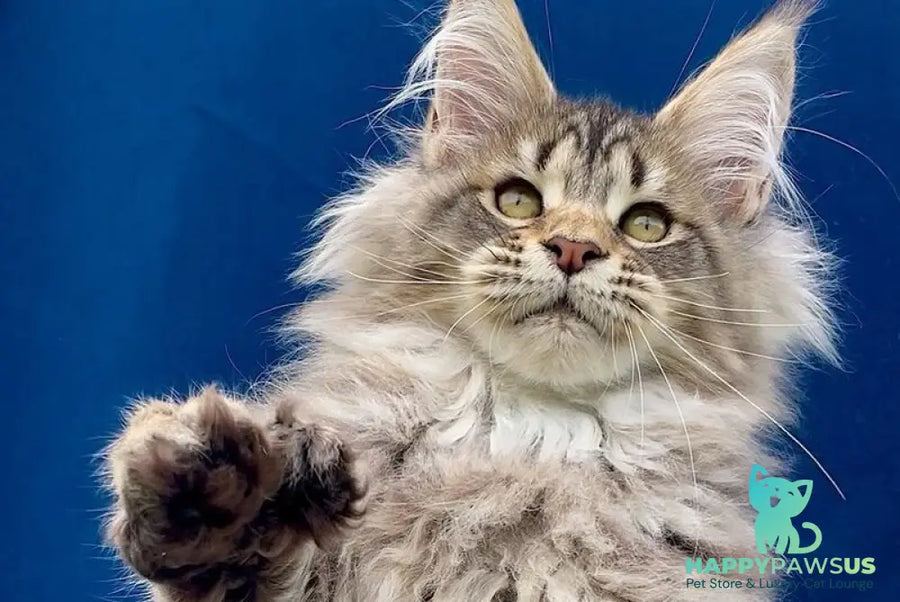 Verona Maine Coon polydactyl female black tabby - live animals