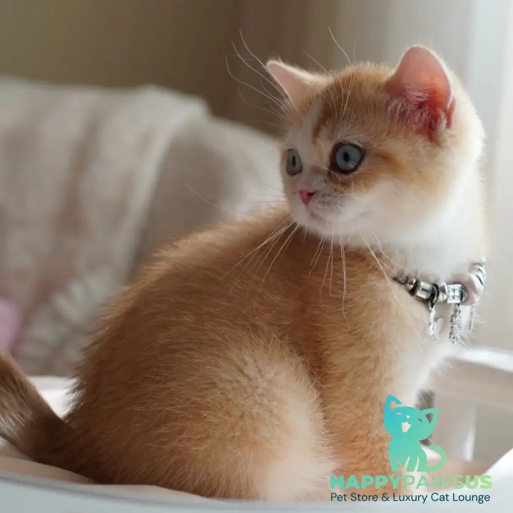 Veronica British Shorthair female chocolate tortie golden chinchilla with white - live animals