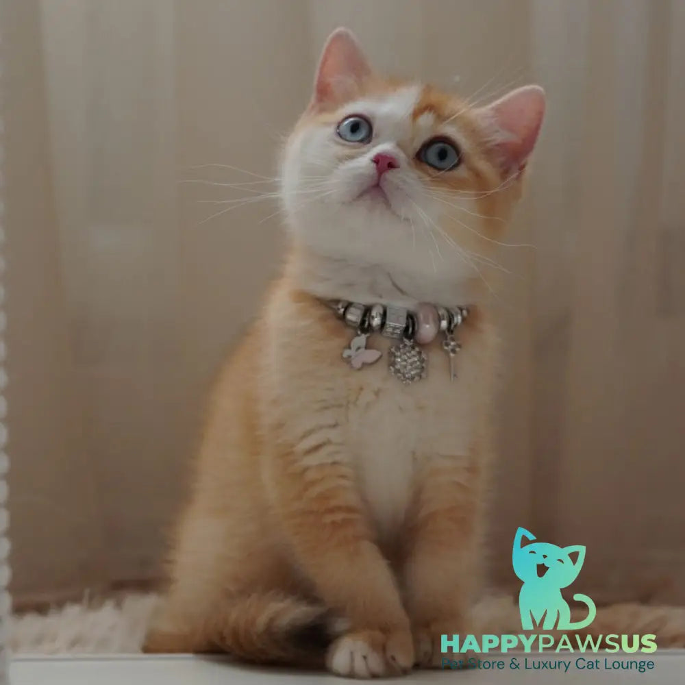 Veronica British Shorthair female chocolate tortie golden chinchilla with white - live animals