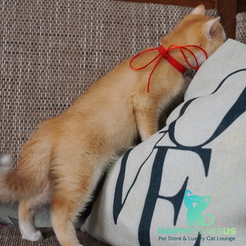 Veronica British Shorthair female chocolate tortie golden chinchilla with white - live animals