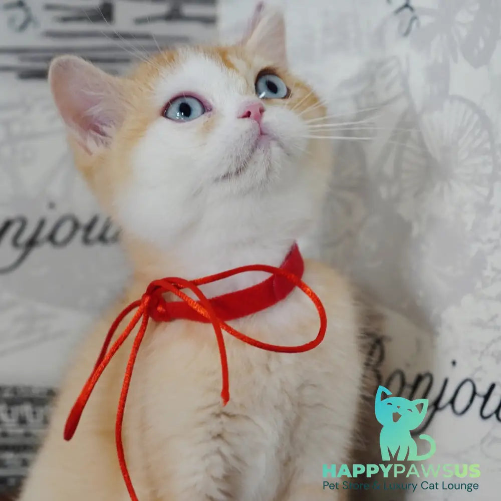 Veronica British Shorthair female chocolate tortie golden chinchilla with white - live animals