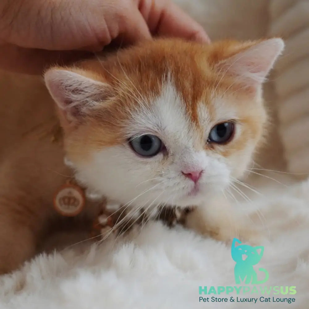 Veronica British Shorthair female chocolate tortie golden chinchilla with white - live animals
