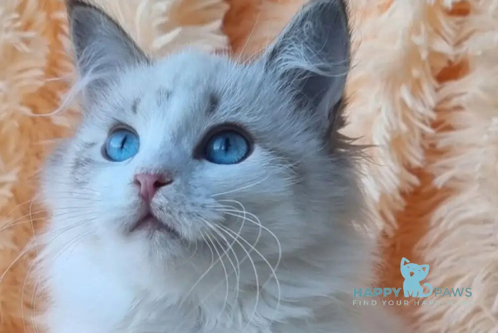 Veronika Siberian female seal lynx pointed with white live animals