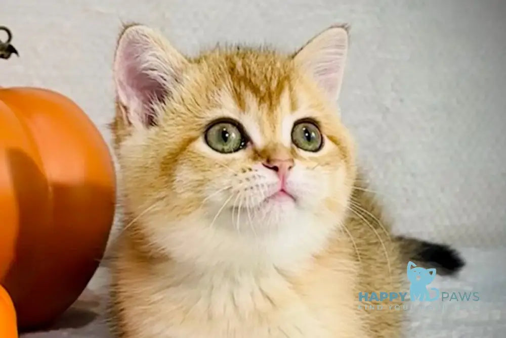 Versace British Shorthair male black golden chinchilla live animals