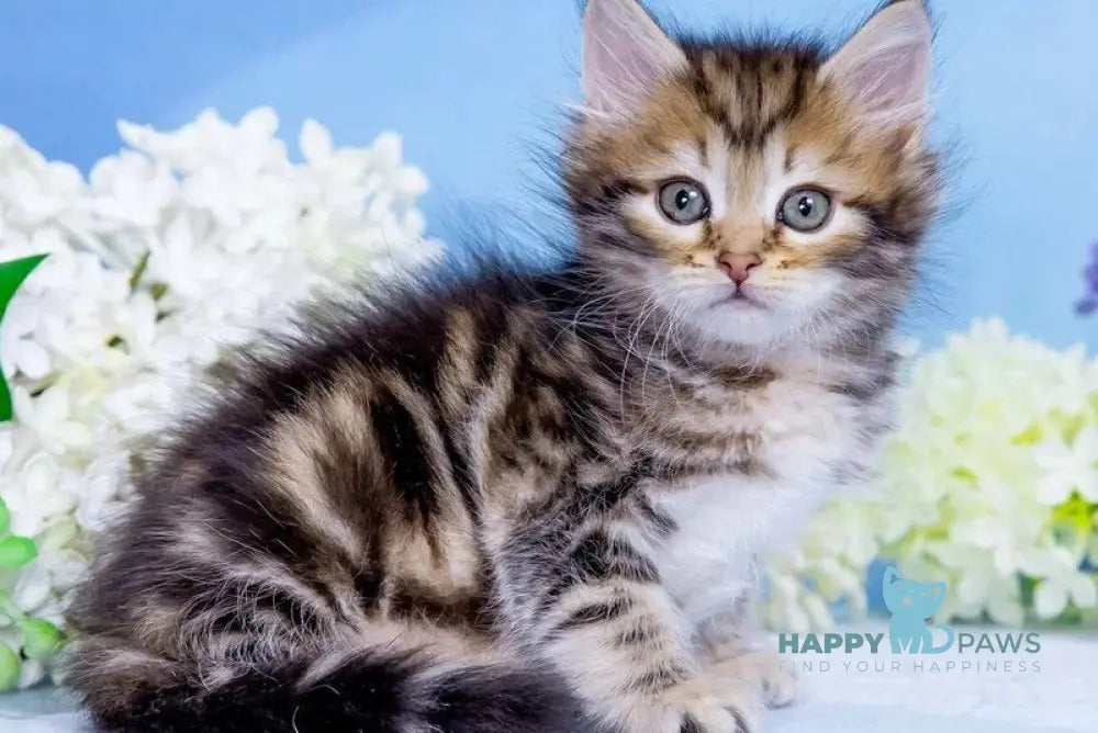 Vesna Siberian female black golden tabby - live animals