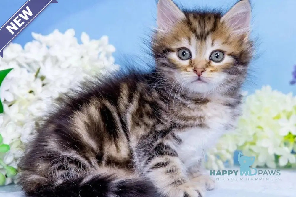 Vesna Siberian female black golden tabby - live animals