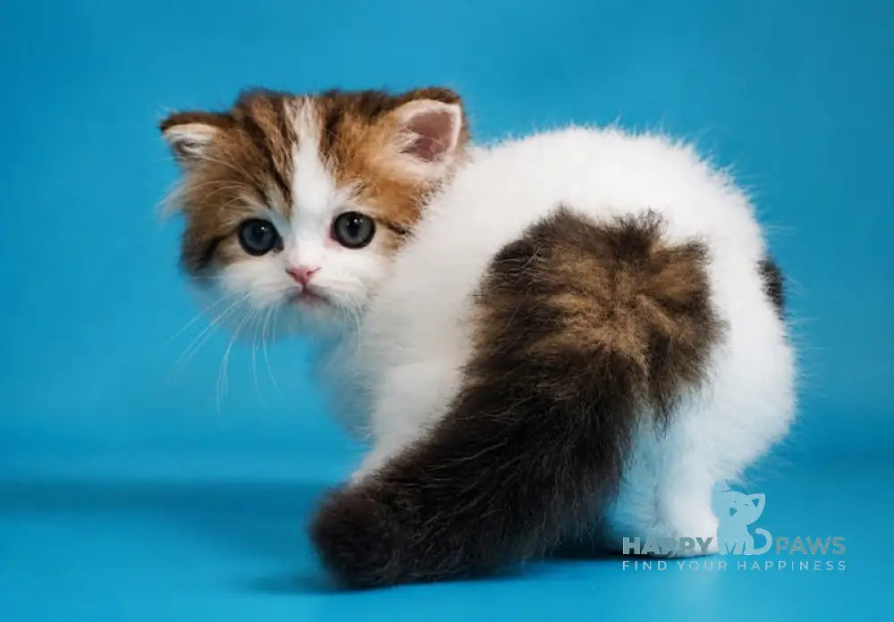 Vesnushka Scottish Straight female black tabby van - live animals