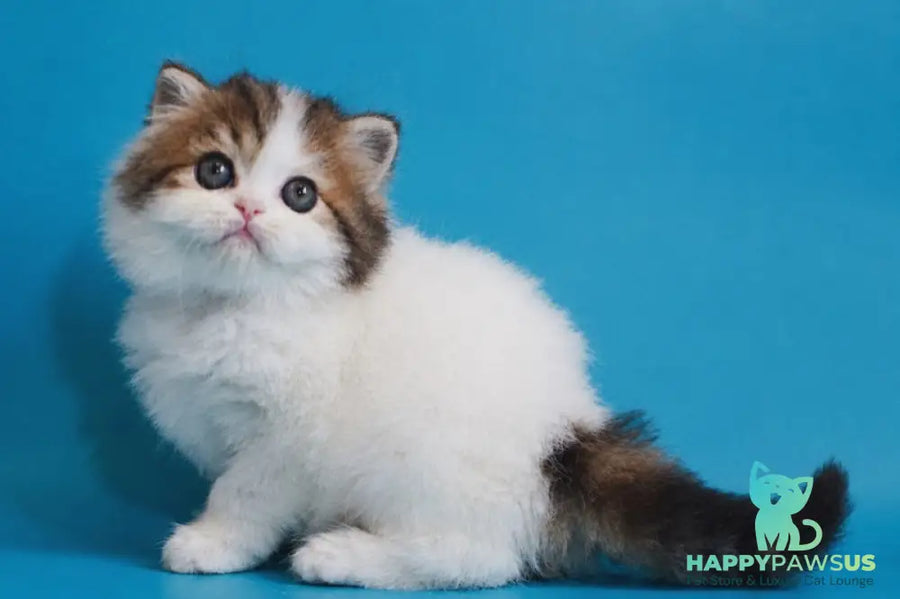 Vesnushka Scottish Straight female black tabby van - live animals