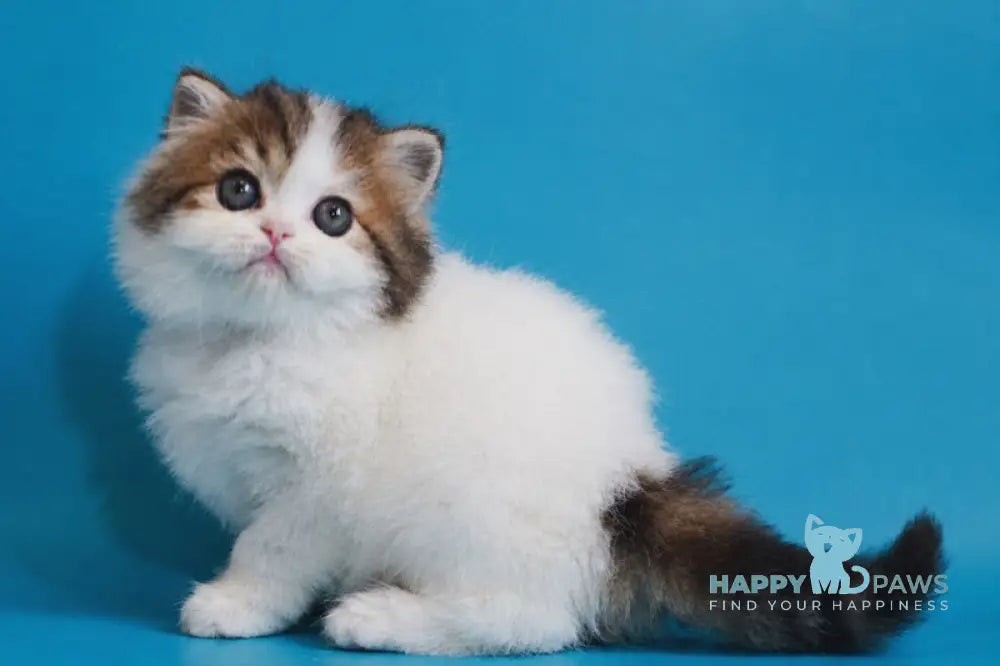 Vesnushka Scottish Straight female black tabby van - live animals