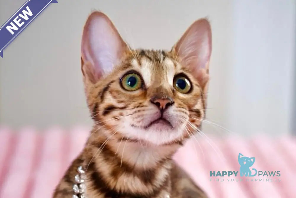 Vesper Bengal female black spotted tabby live animals