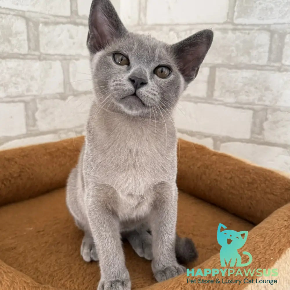 Vest Burmese male blue - live animals