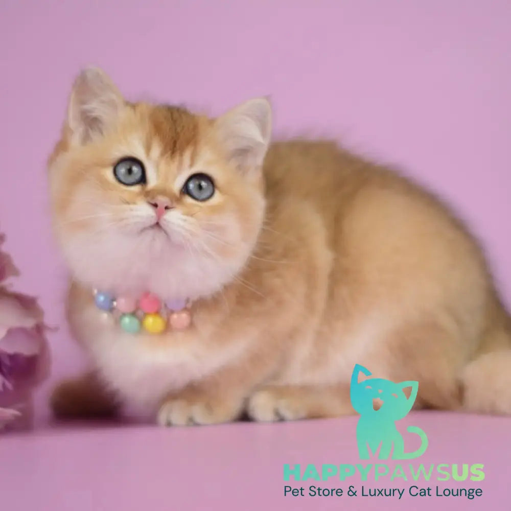 Vesta British Shorthair female black golden shaded - live animals