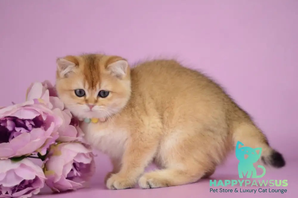Vesta British Shorthair female black golden shaded - live animals