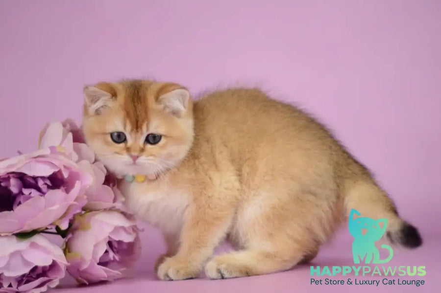 Vesta British Shorthair female black golden shaded - live animals