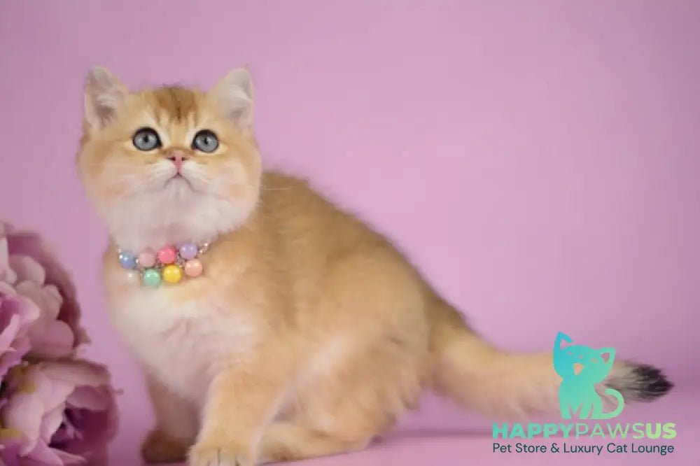 Vesta British Shorthair female black golden shaded - live animals