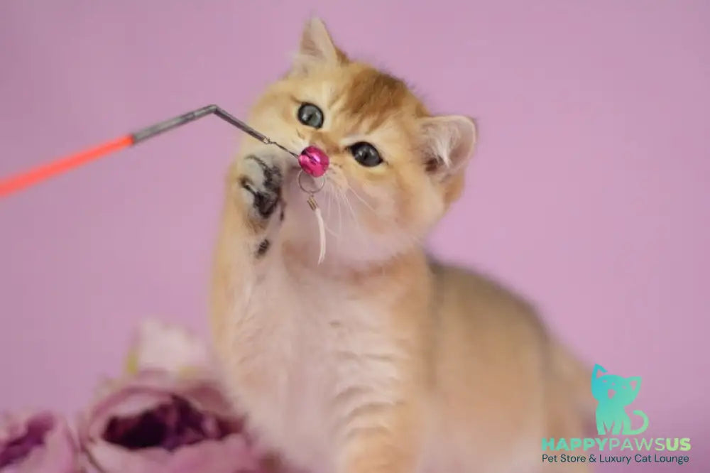 Vesta British Shorthair female black golden shaded - live animals
