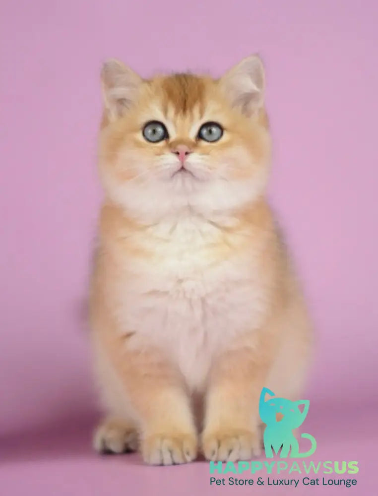 Vesta British Shorthair female black golden shaded - live animals