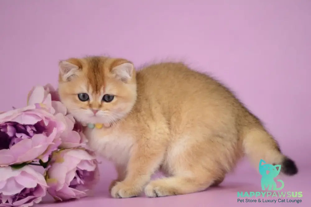 Vesta British Shorthair female black golden shaded - live animals