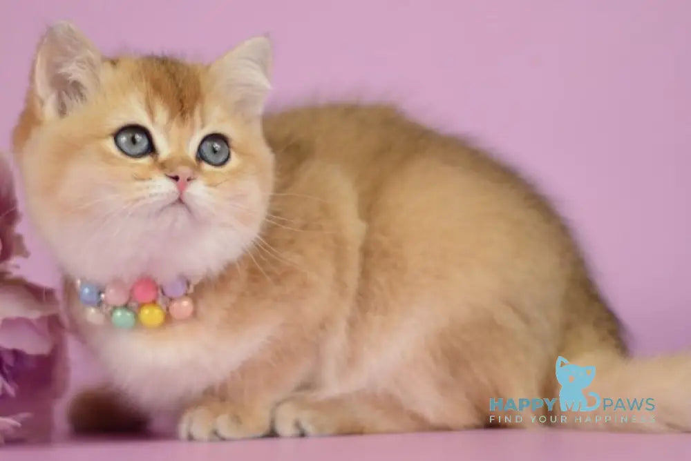 Vesta British Shorthair female black golden shaded - live animals
