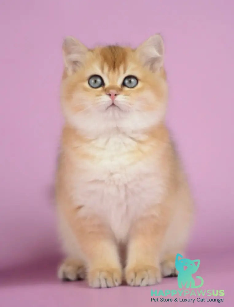 Vesta British Shorthair female black golden shaded - live animals