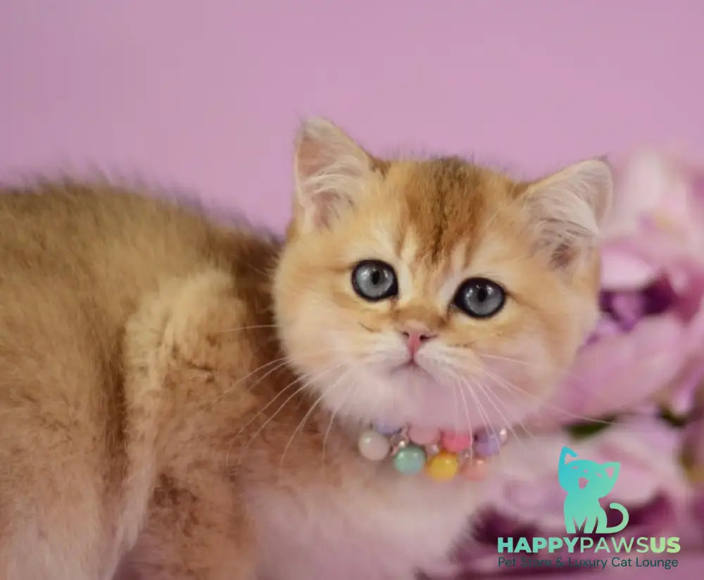 Vesta British Shorthair female black golden shaded - live animals