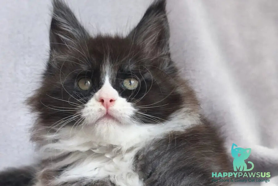 Vesta Maine Coon female black silver bicolour - live animals
