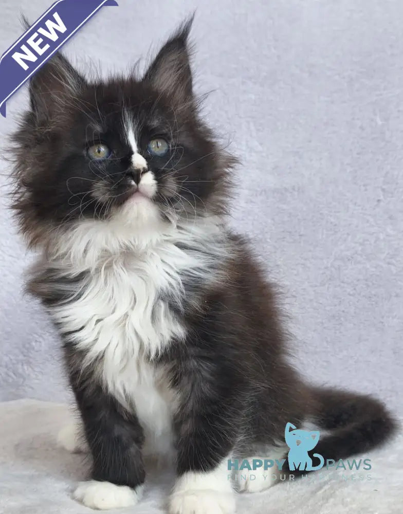 Vesta Maine Coon female black silver bicolour - live animals