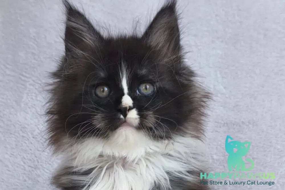 Vesta Maine Coon female black silver bicolour - live animals