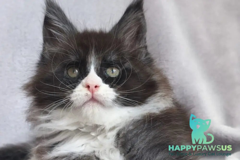 Vesta Maine Coon female black silver bicolour - live animals