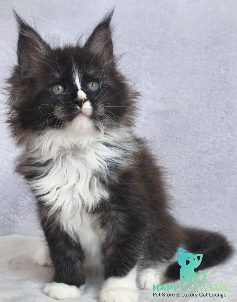 Vesta Maine Coon female black silver bicolour - live animals