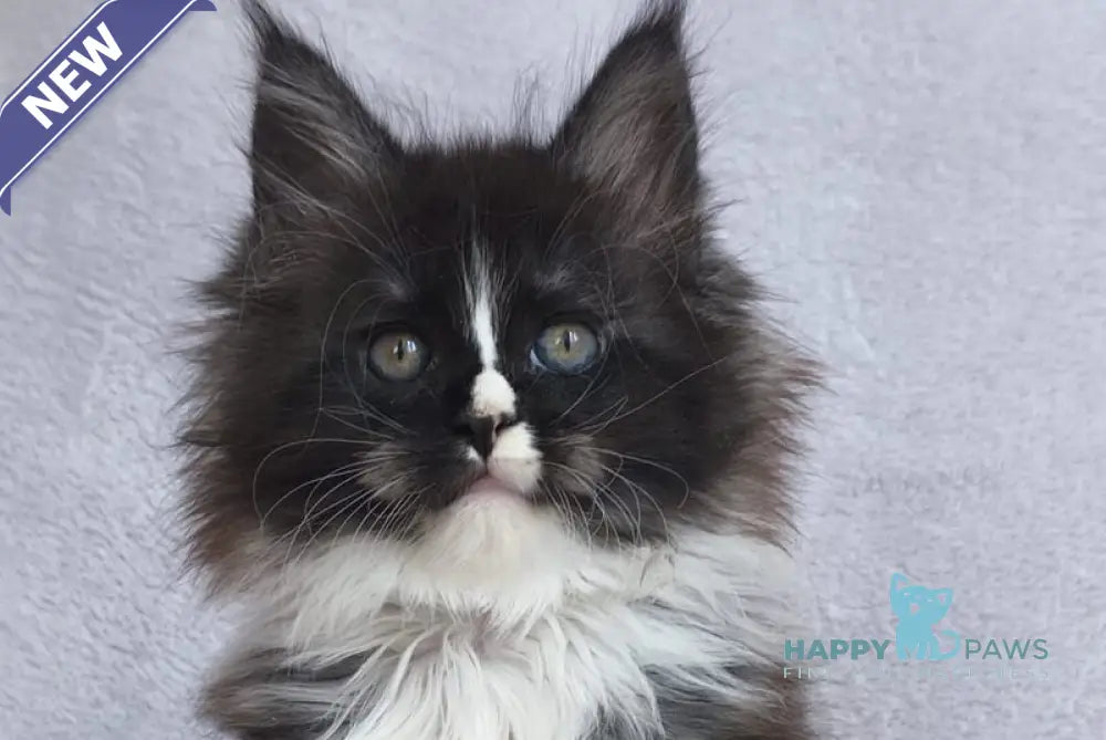 Vesta Maine Coon female black silver bicolour - live animals