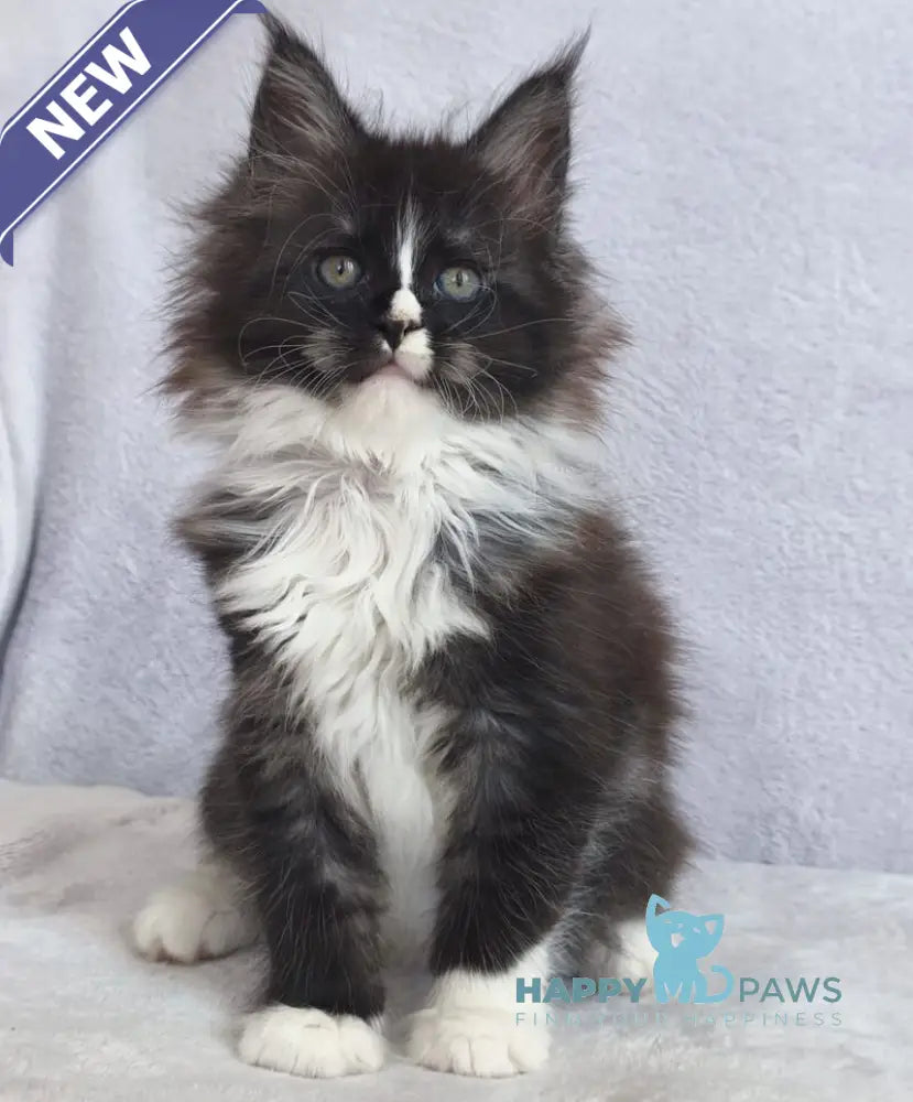 Vesta Maine Coon female black silver bicolour - live animals