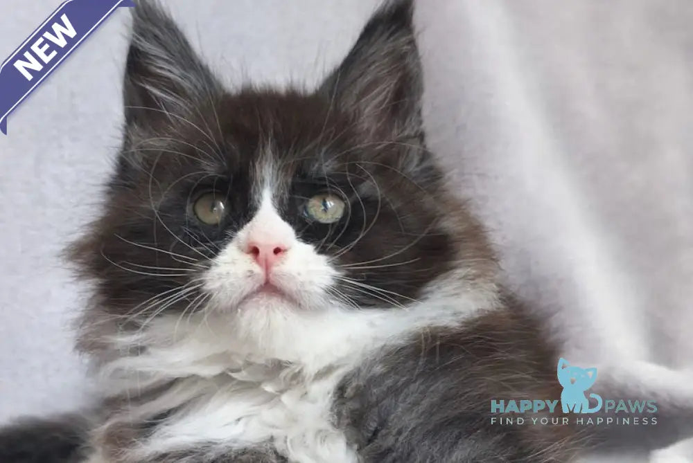 Vesta Maine Coon female black silver bicolour - live animals