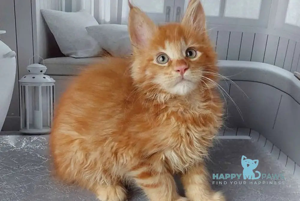 Veter Maine Coon male red live animals