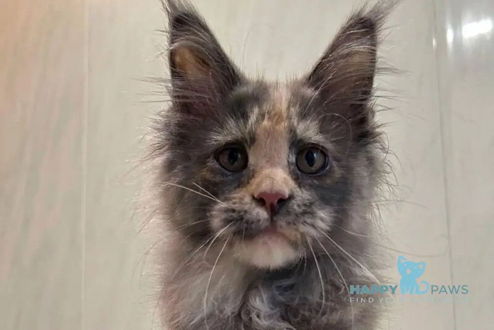 Veyla Maine Coon female blue tortie silver live animals