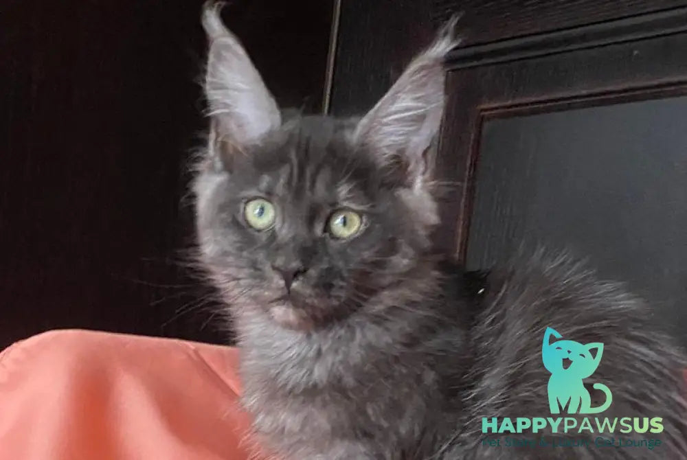 Via Virginia Maine Coon female black silver live animals